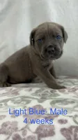 Light Blue , a male Cane Corso for sale in Elkhart, IN – Photo 2 of 5
