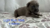 Light Blue , a male Cane Corso for sale in Elkhart, IN – Photo 5 of 5
