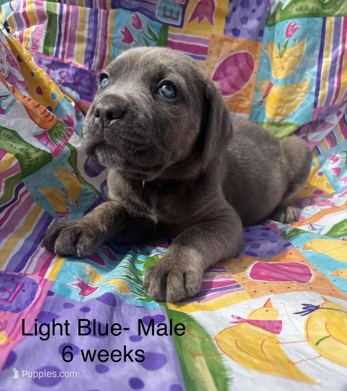 Light Blue  – Cane Corso puppy for sale in Elkhart, IN