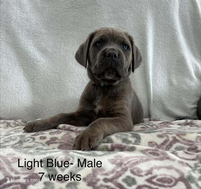Light Blue  – Cane Corso puppy for sale in Elkhart, IN