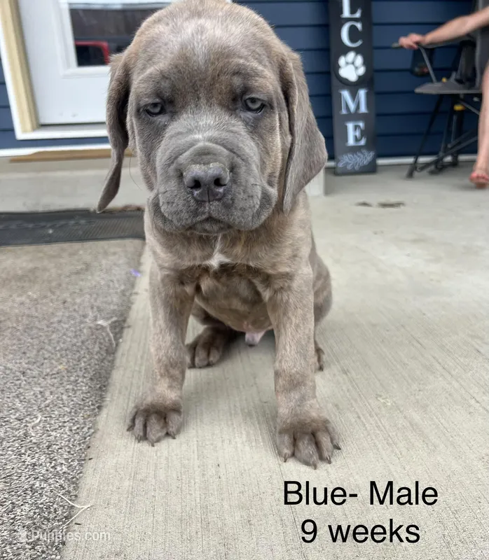 Light Blue  – Cane Corso puppy for sale in Elkhart, IN