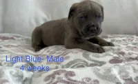 Light Blue , a male Cane Corso for sale in Elkhart, IN – Photo 1 of 5