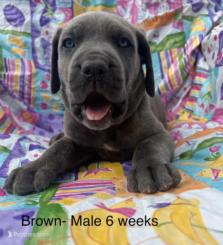 Brown Collar  – Cane Corso puppy for sale in Elkhart, IN