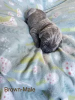 Brown Collar , a male Cane Corso for sale in Elkhart, IN – Photo 4 of 5