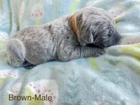 Brown Collar , a male Cane Corso for sale in Elkhart, IN – Photo 5 of 5