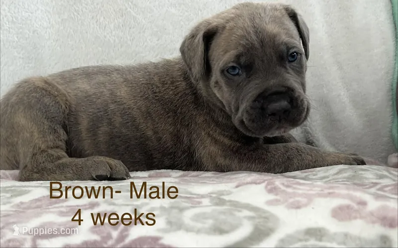 Brown Collar  – Cane Corso puppy for sale in Elkhart, IN