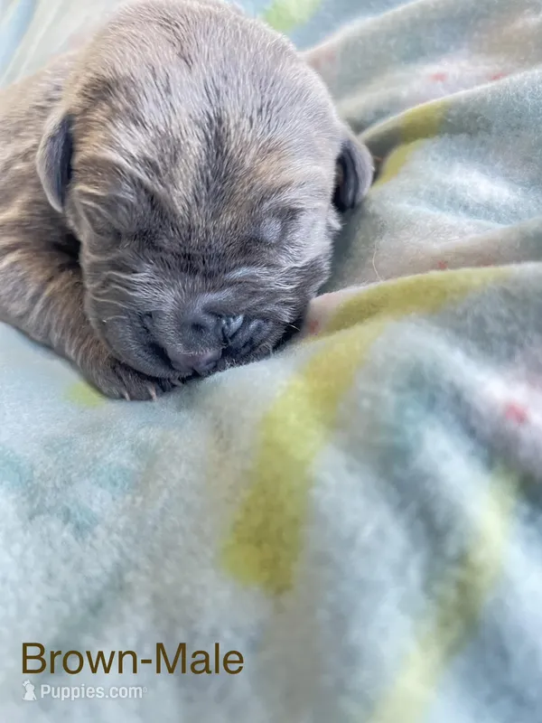 Brown Collar , a male Cane Corso for sale in Elkhart, IN – Photo 1 of 5