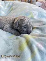 Brown Collar , a male Cane Corso for sale in Elkhart, IN – Photo 3 of 5