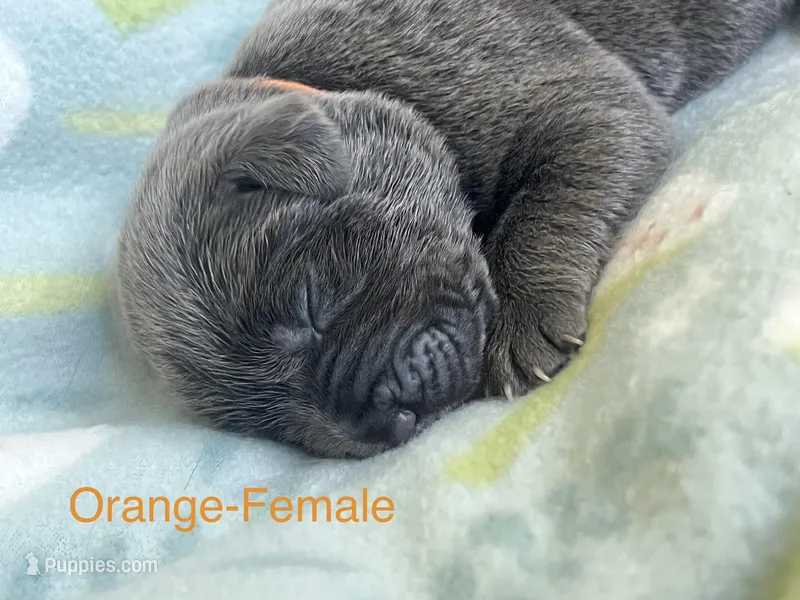 Orange Collar, a female Cane Corso for sale in Elkhart, IN – Photo 1 of 3