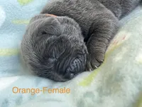 Orange Collar, a female Cane Corso for sale in Elkhart, IN – Photo 1 of 3