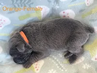 Orange Collar, a female Cane Corso for sale in Elkhart, IN – Photo 3 of 3