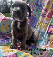 Purple, a female Cane Corso for sale in Elkhart, IN – Photo 2 of 10
