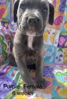 Purple, a female Cane Corso for sale in Elkhart, IN – Photo 8 of 10