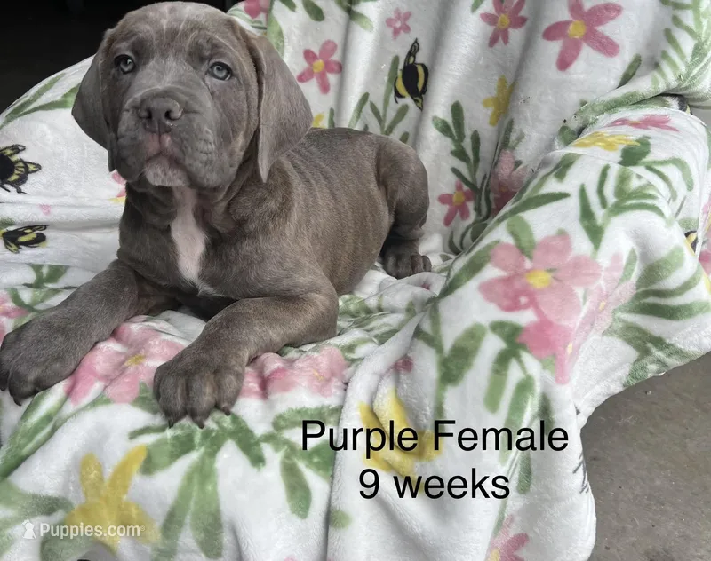 Purple – Cane Corso puppy for sale in Elkhart, IN