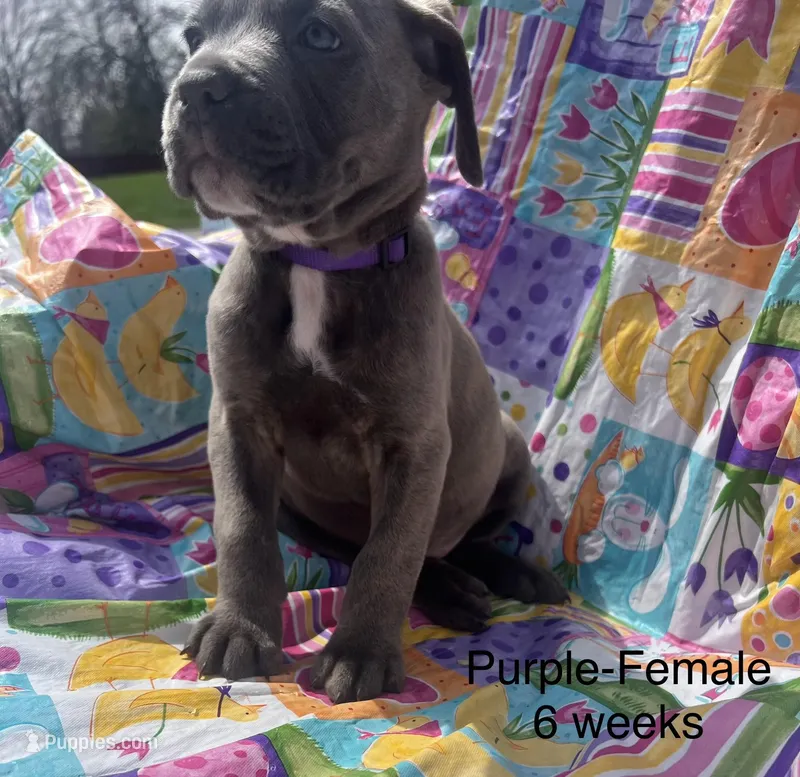 Purple, a female Cane Corso for sale in Elkhart, IN – Photo 1 of 10