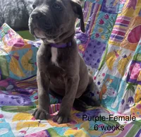 Purple, a female Cane Corso for sale in Elkhart, IN – Photo 1 of 10