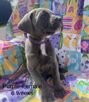 Purple, a female Cane Corso for sale in Elkhart, IN – Photo 10 of 10