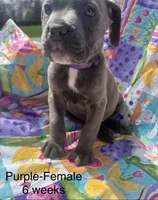 Purple, a female Cane Corso for sale in Elkhart, IN – Photo 9 of 10