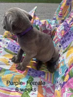 Purple, a female Cane Corso for sale in Elkhart, IN – Photo 3 of 10