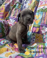 Purple, a female Cane Corso for sale in Elkhart, IN – Photo 7 of 10