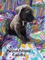 Purple, a female Cane Corso for sale in Elkhart, IN – Photo 5 of 10