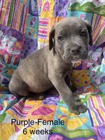 Purple, a female Cane Corso for sale in Elkhart, IN – Photo 4 of 10