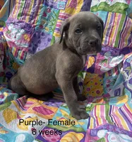 Purple, a female Cane Corso for sale in Elkhart, IN – Photo 6 of 10