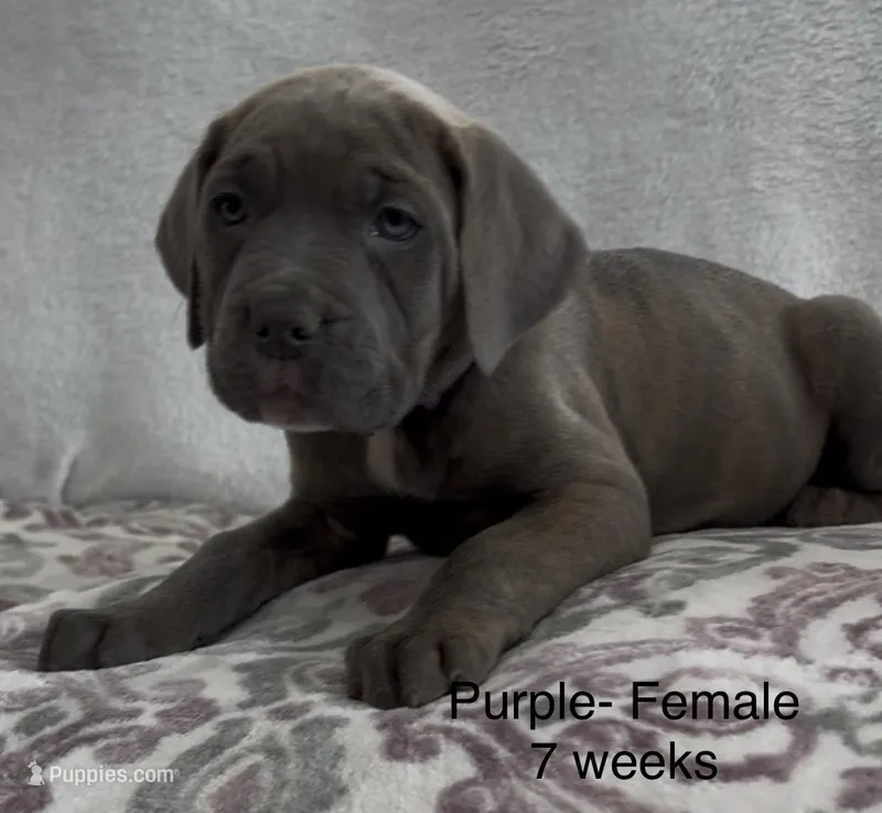 Purple – Cane Corso puppy for sale in Elkhart, IN
