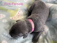 Dark Pink, a female Cane Corso for sale in Elkhart, IN – Photo 2 of 6