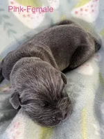 Dark Pink, a female Cane Corso for sale in Elkhart, IN – Photo 3 of 6