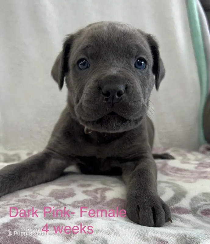 Dark Pink – Cane Corso puppy for sale in Elkhart, IN