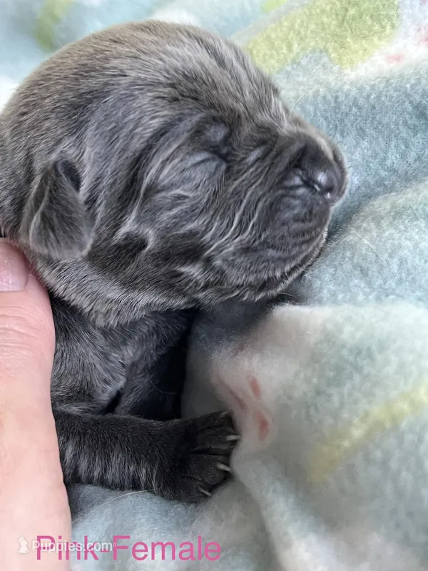 Dark Pink, a female Cane Corso for sale in Elkhart, IN – Photo 1 of 6