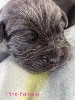 Dark Pink, a female Cane Corso for sale in Elkhart, IN – Photo 5 of 6