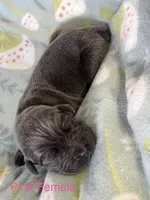 Dark Pink, a female Cane Corso for sale in Elkhart, IN – Photo 4 of 6