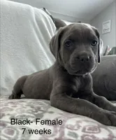Black Collar , a female Cane Corso for sale in Elkhart, IN – Photo 1 of 6