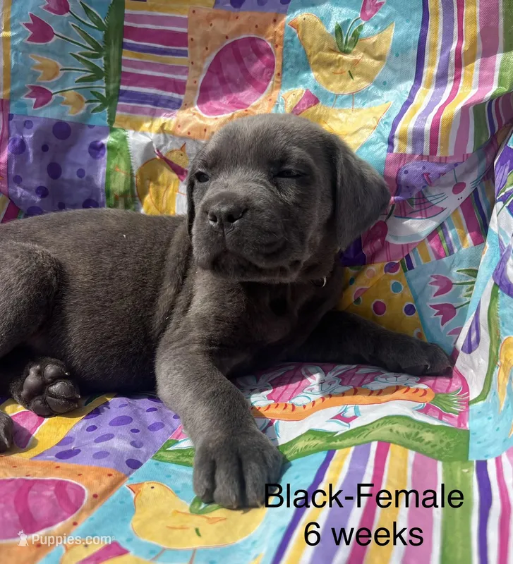 Black Collar  – Cane Corso puppy for sale in Elkhart, IN