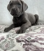 Black Collar , a female Cane Corso for sale in Elkhart, IN – Photo 3 of 6