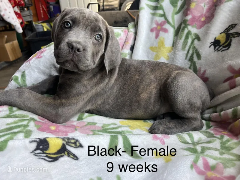 Black Collar  – Cane Corso puppy for sale in Elkhart, IN
