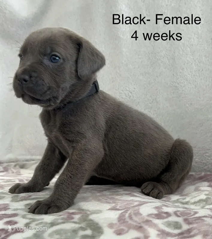 Black Collar  – Cane Corso puppy for sale in Elkhart, IN