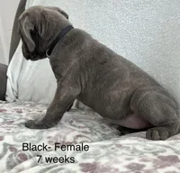 Black Collar , a female Cane Corso for sale in Elkhart, IN – Photo 4 of 6