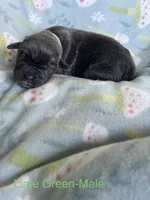Black Collar , a female Cane Corso for sale in Elkhart, IN – Photo 1 of 3