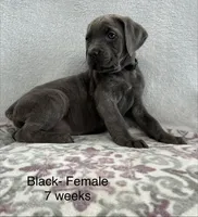 Black Collar , a female Cane Corso for sale in Elkhart, IN – Photo 6 of 6