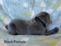 Black Collar , a female Cane Corso for sale in Elkhart, IN – Photo 2 of 3