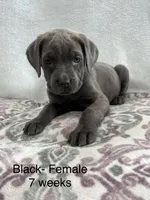Black Collar , a female Cane Corso for sale in Elkhart, IN – Photo 2 of 6