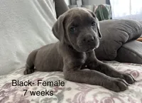 Black Collar , a female Cane Corso for sale in Elkhart, IN – Photo 5 of 6