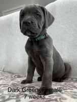 Dark Green , a female Cane Corso for sale in Elkhart, IN – Photo 4 of 6