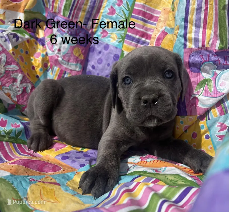 Green  – Cane Corso puppy for sale in Elkhart, IN