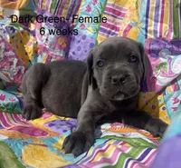 Dark Green , a female Cane Corso for sale in Elkhart, IN – Photo 3 of 6