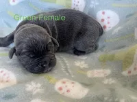 Green , a female Cane Corso for sale in Elkhart, IN – Photo 3 of 3