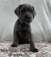 Dark Green , a female Cane Corso for sale in Elkhart, IN – Photo 2 of 6